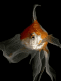 Animated Gold fish